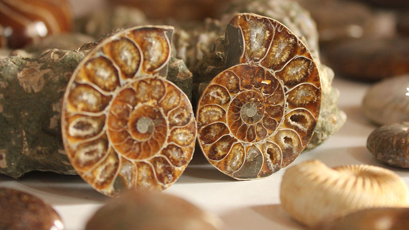 Ammonites