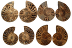 Ammonite Fossils. Cut & Polished Pairs. 15-30 cm. First Quality.