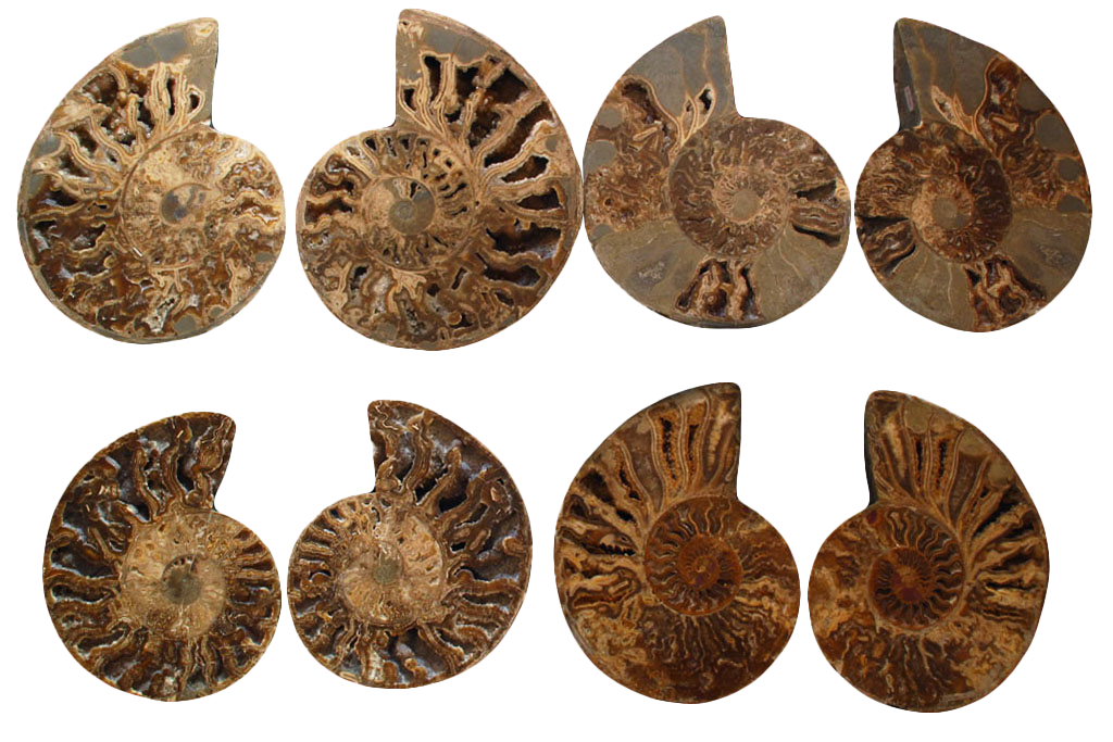 Ammonite Fossils. Cut & Polished Pairs. 15-30 cm. First Quality.