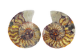 Ammonite Fossils. Cut & Polished Pairs. 7-15 cm. First Quality.