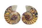 Ammonite Fossils. Cut & Polished Pairs. 7-15 cm. First Quality.