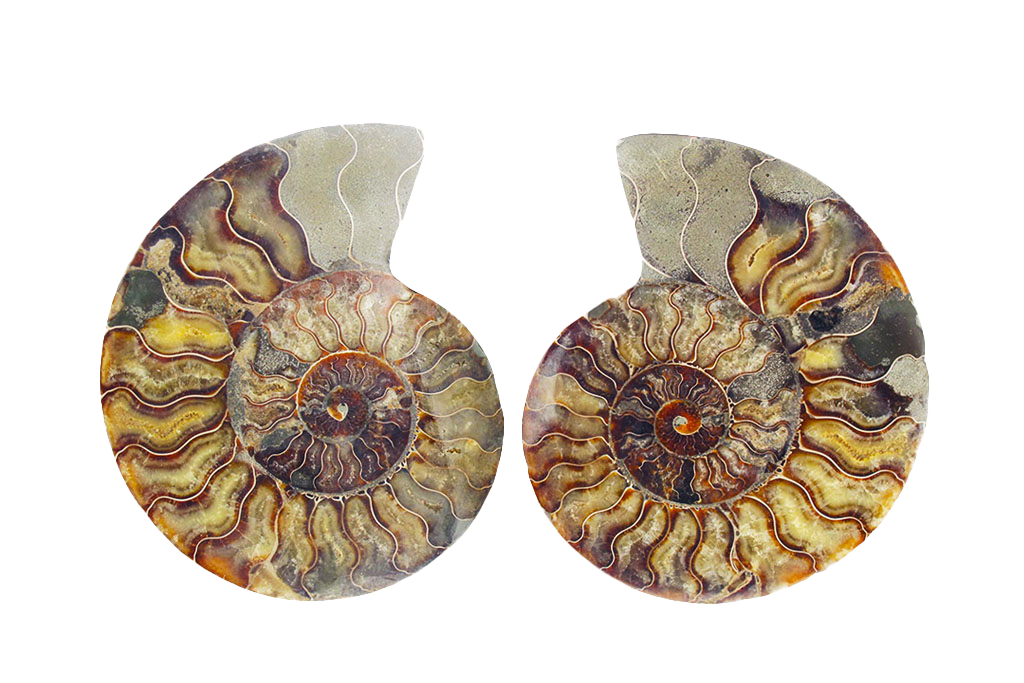 Ammonite Fossils. Cut & Polished Pairs. 7-15 cm. First Quality.
