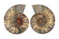 Ammonite Fossils. Cut & Polished Pairs. 15-30 cm. First Quality.