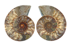 Ammonite Fossils. Cut & Polished Pairs. 15-30 cm. First Quality.