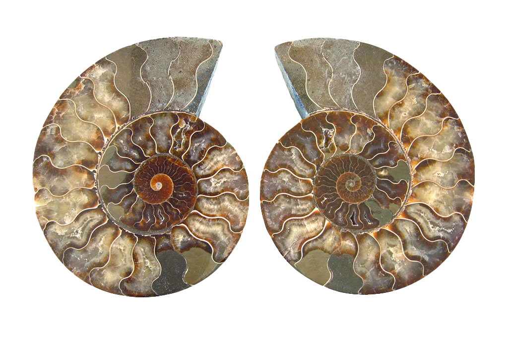 Ammonite Fossils. Cut & Polished Pairs. 15-30 cm. First Quality.
