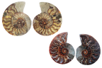 Ammonite Fossils. Cut & Polished Pairs. 15-30 cm. First Quality.