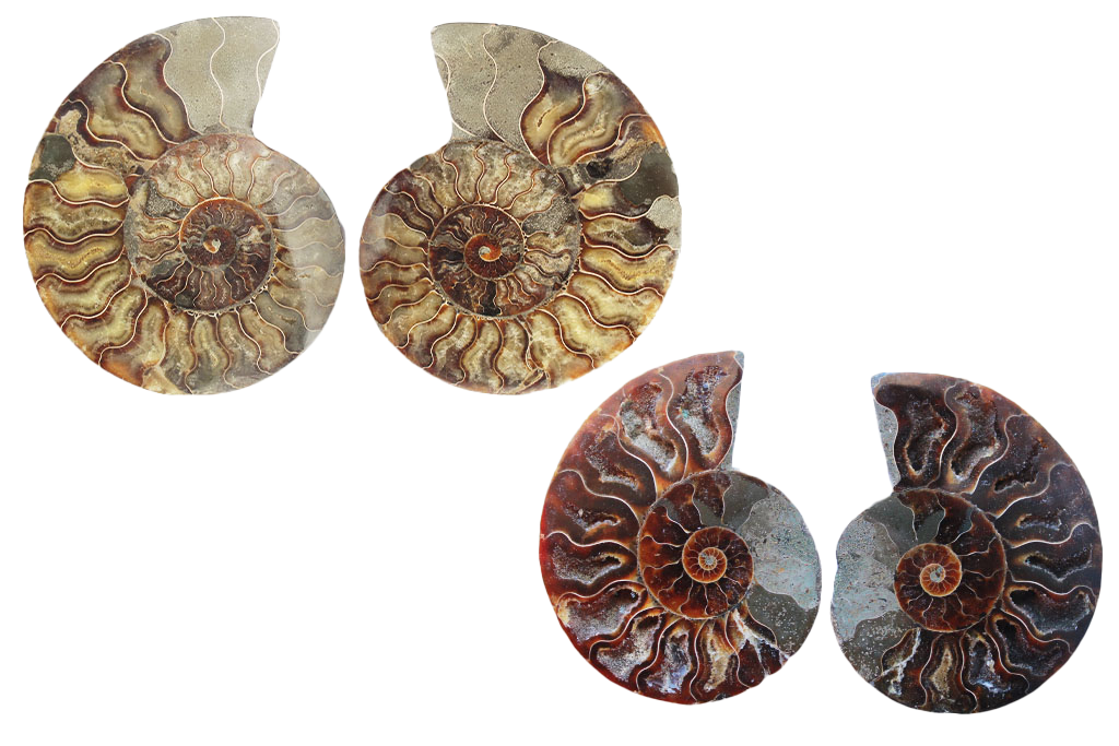 Ammonite Fossils. Cut & Polished Pairs. 15-30 cm. First Quality.