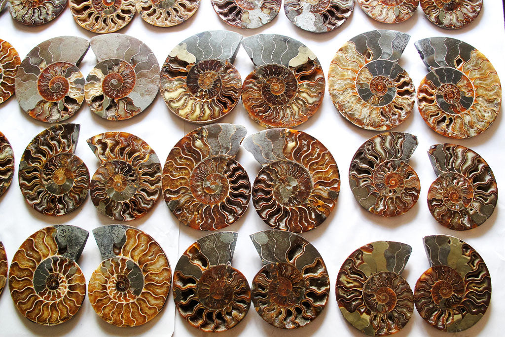 Ammonite Fossils. Cut & Polished Pairs. 7-15 cm. First Quality.