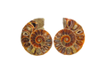 Ammonite Fossils. Cut & Polished Pairs. 1-7 cm. First Quality. JEWELRY