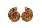 Ammonite Fossils. Cut & Polished Pairs. 1-7 cm. First Quality. JEWELRY