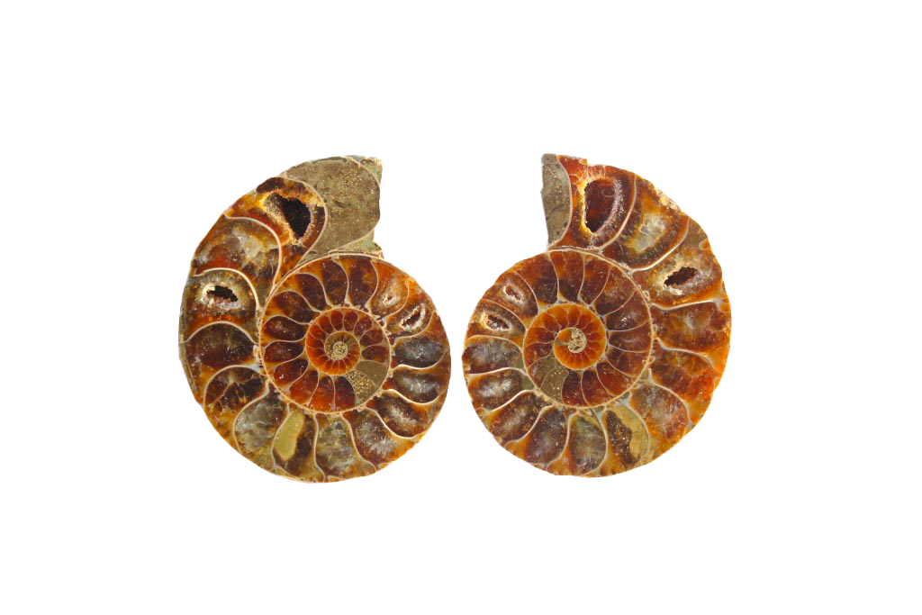 Ammonite Fossils. Cut & Polished Pairs. 1-7 cm. First Quality. JEWELRY