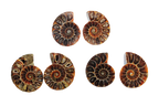 Ammonite Fossils. Cut & Polished Pairs. 1-7 cm. First Quality. JEWELRY