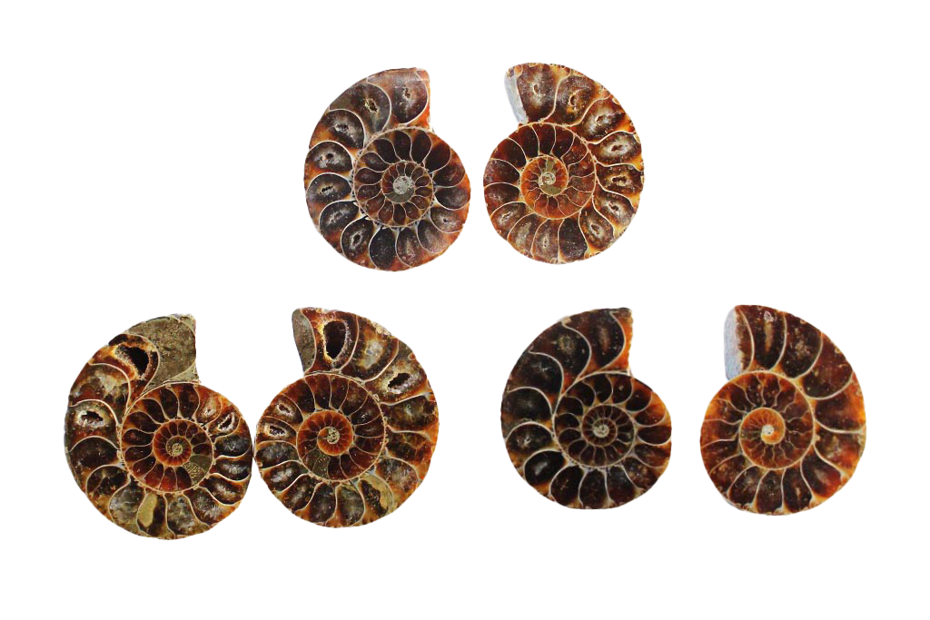 Ammonite Fossils. Cut & Polished Pairs. 1-7 cm. First Quality. JEWELRY