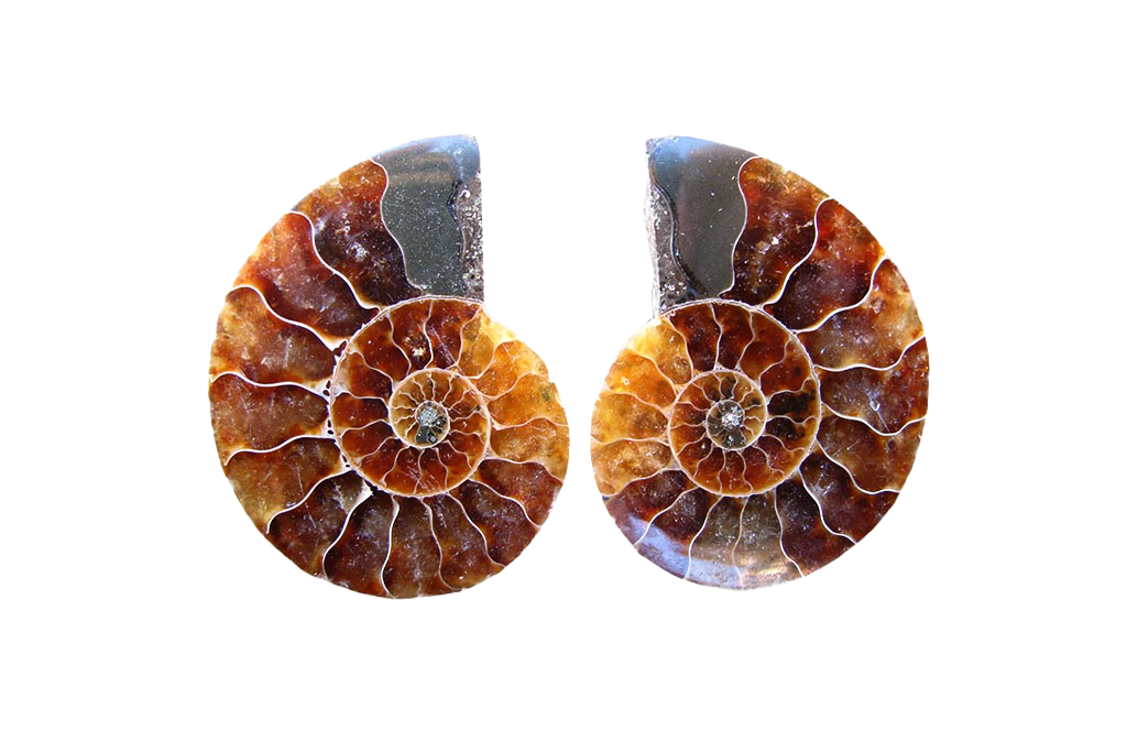 Ammonite Fossils. Cut & Polished Pairs. 1-7 cm. First Quality. JEWELRY