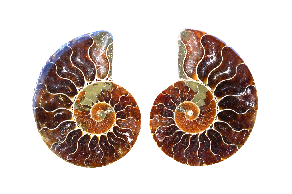 Ammonite Fossils. Cut & Polished Pairs. 1-7 cm. First Quality. JEWELRY