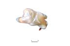 Agate Bear Eating Fish Carvings - Price per Piece