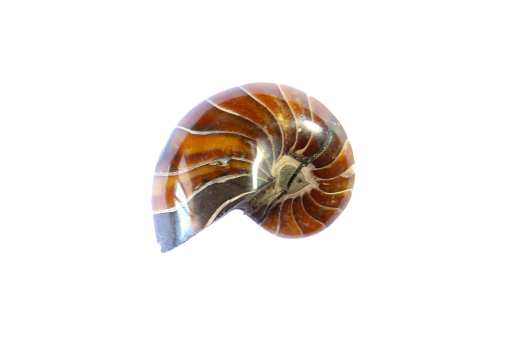Whole Polished Nautilus Ammonite Fossils. 1-7 cm. JEWELRY