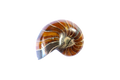 Whole Polished Nautilus Ammonite Fossils. 1-7 cm. JEWELRY