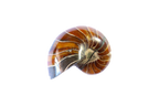 Whole Polished Nautilus Ammonite Fossils. 1-7 cm. JEWELRY