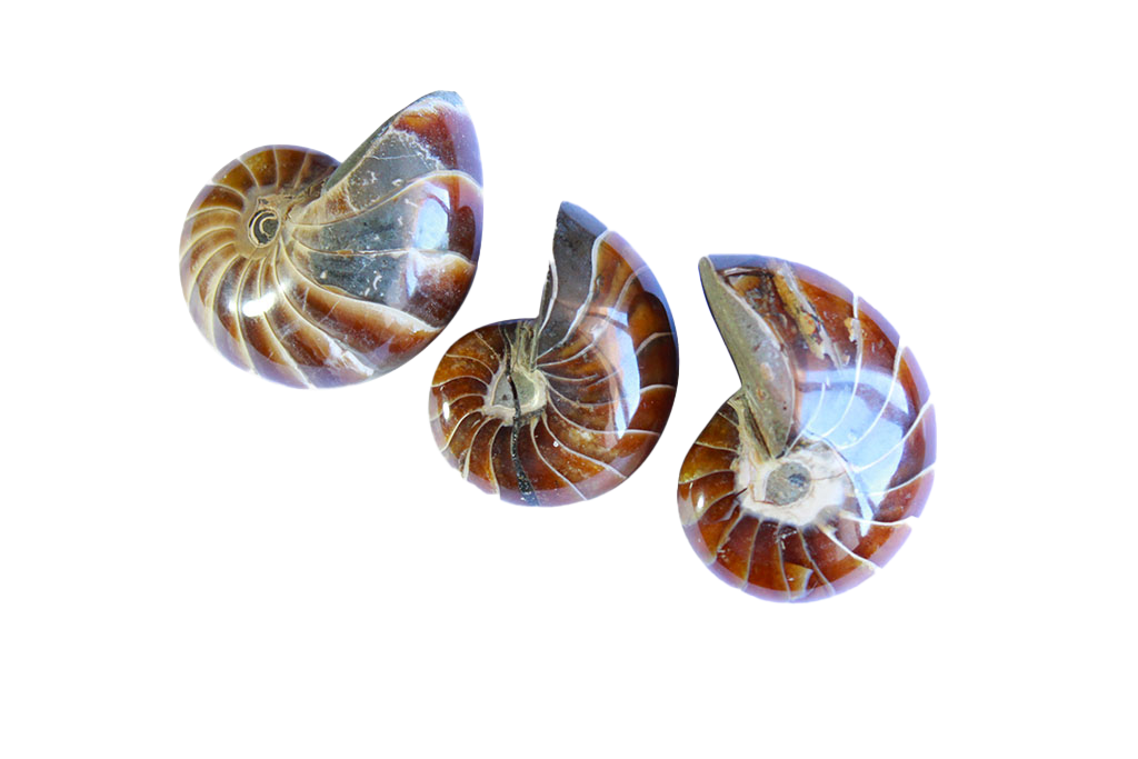 Whole Polished Nautilus Ammonite Fossils. 1-7 cm. JEWELRY