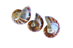 Whole Polished Nautilus Ammonite Fossils. 1-7 cm. JEWELRY