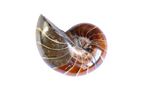 Whole Polished Nautilus Ammonite Fossils. 1-7 cm. JEWELRY