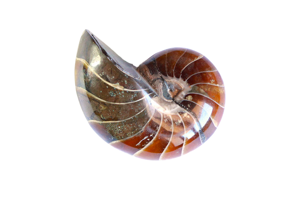 Whole Polished Nautilus Ammonite Fossils. 1-7 cm. JEWELRY