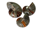 Whole Polished Nautilus Ammonite Fossils. 7-11 cm.