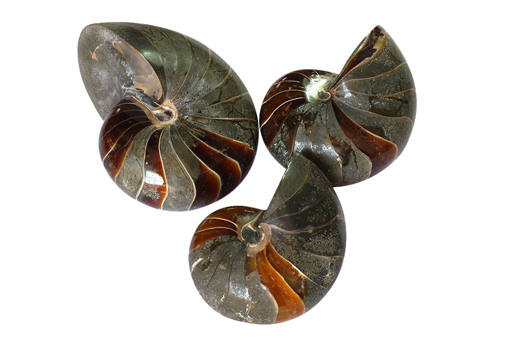 Whole Polished Nautilus Ammonite Fossils. 7-11 cm.