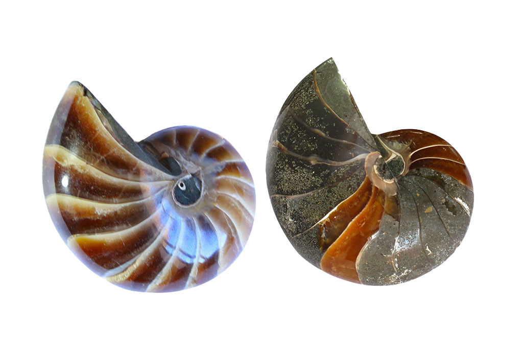 Whole Polished Nautilus Ammonite Fossils. 7-11 cm.