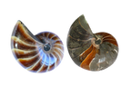 Whole Polished Nautilus Ammonite Fossils. 7-11 cm.