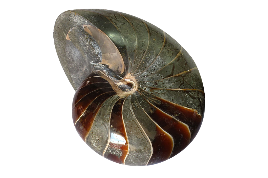 Whole Polished Nautilus Ammonite Fossils. 7-11 cm.