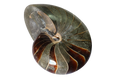 Whole Polished Nautilus Ammonite Fossils. 7-11 cm.