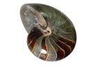 Whole Polished Nautilus Ammonite Fossils. 7-11 cm.