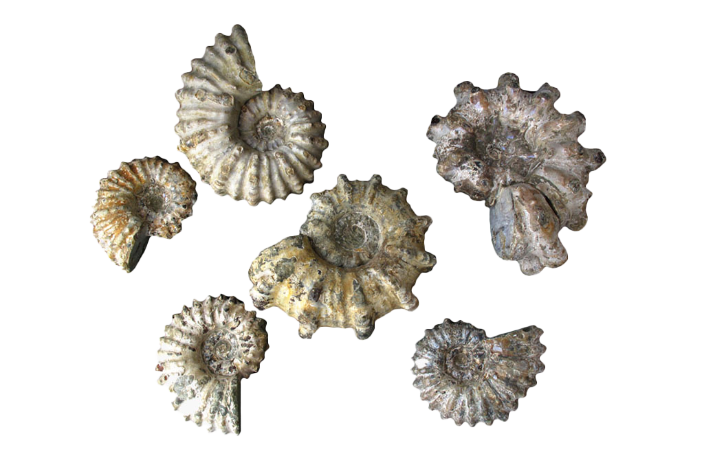 Natural Whole Spike Shell Ammonite Fossils. 1-7 cm. JEWELRY
