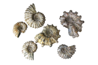 Natural Whole Spike Shell Ammonite Fossils. 1-7 cm. JEWELRY