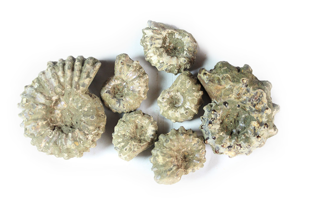 Natural Whole Spike Shell Ammonite Fossils. 1-7 cm. JEWELRY