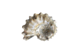 Natural Whole Spike Shell Ammonite Fossils. 1-7 cm. JEWELRY