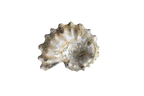 Natural Whole Spike Shell Ammonite Fossils. 1-7 cm. JEWELRY