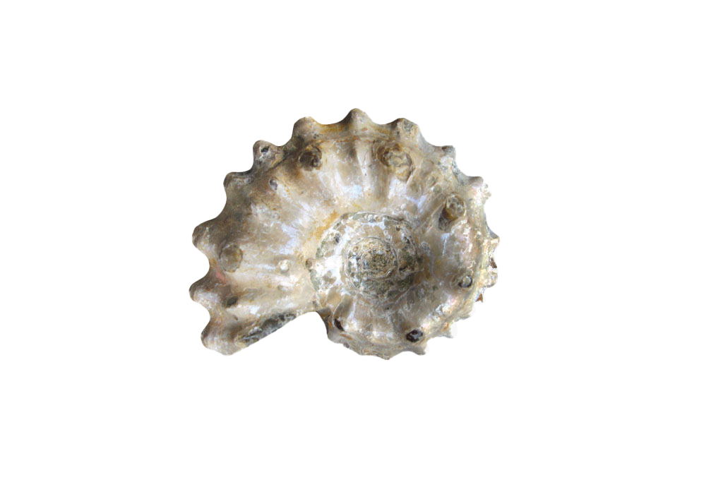 Natural Whole Spike Shell Ammonite Fossils. 1-7 cm. JEWELRY
