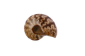 Whole Polished Ammonite Fossils with Sutures. 1-7 cm. JEWELRY