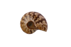 Whole Polished Ammonite Fossils with Sutures. 1-7 cm. JEWELRY