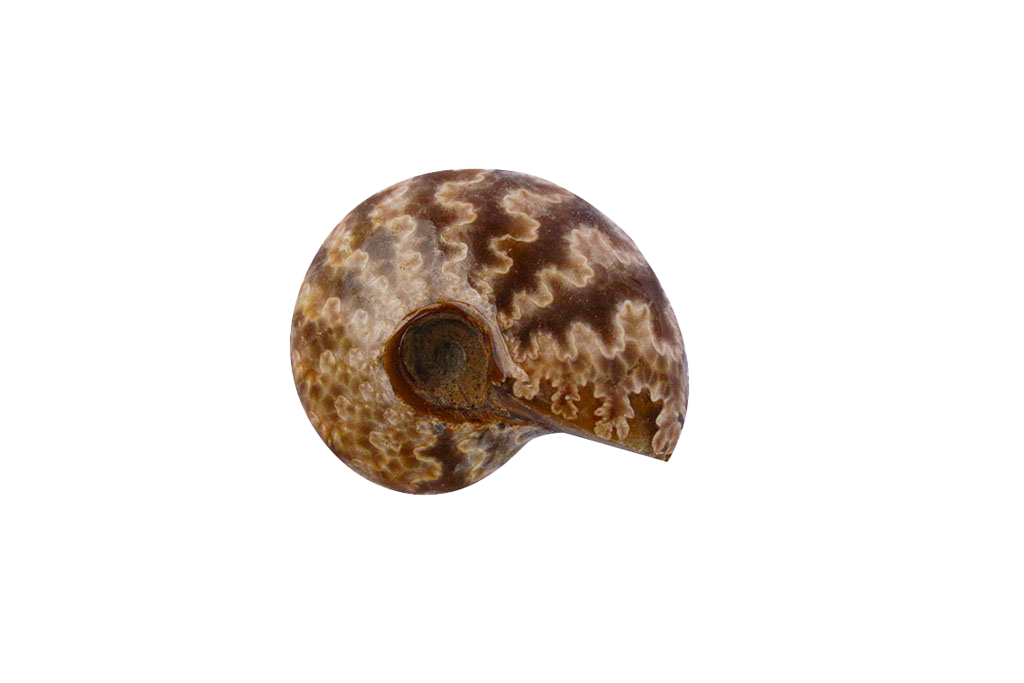 Whole Polished Ammonite Fossils with Sutures. 1-7 cm. JEWELRY