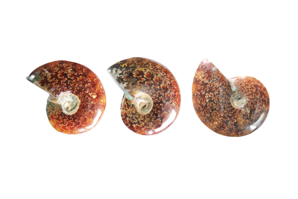 Whole Polished Ammonite Fossils with Sutures. 1-7 cm. JEWELRY
