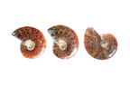 Whole Polished Ammonite Fossils with Sutures. 1-7 cm. JEWELRY