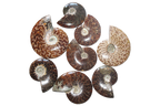 Whole Polished Ammonite Fossils with Sutures. 1-7 cm. JEWELRY