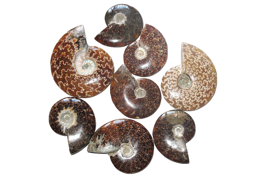 Whole Polished Ammonite Fossils with Sutures. 1-7 cm. JEWELRY