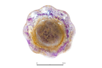 Amethyst Large Wavy Bowl - 24 in - Price per Piece