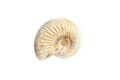 Natural Whole White Ammonite Fossils. 1-7 cm. JEWELRY