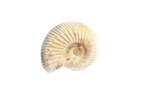 Natural Whole White Ammonite Fossils. 1-7 cm. JEWELRY
